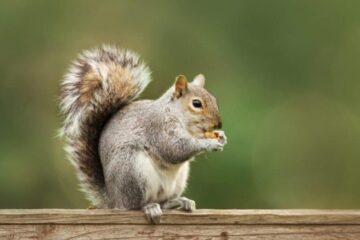 Can Squirrels in Ohio Interbreed with Other Squirrel Species?