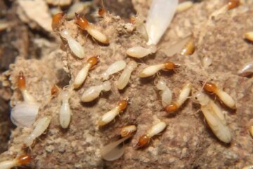 Can Termites in Louisiana Hybridize Between Species?