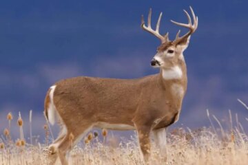 Can White-Tailed Deer in Nevada Breed with Mule Deer?