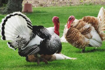 Can Wild Turkeys in Kentucky Breed with Domestic Turkeys?