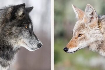 Can Wolves in Wisconsin Breed with Coyotes?