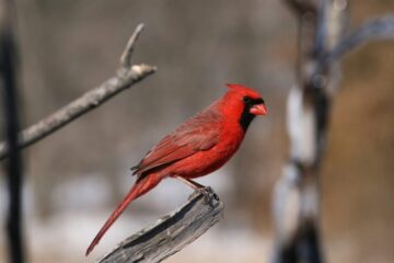 What Most Arkansas Residents Don’t Realize About Cardinals Around Their Homes