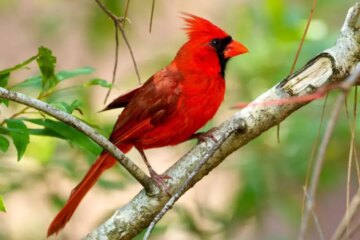 What Most Maryland Residents Don’t Realize About Cardinals in Their Yards