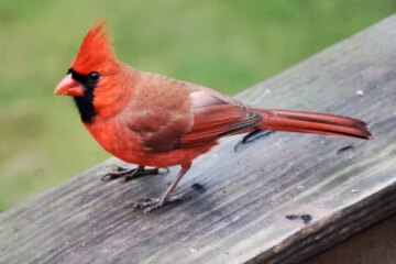 What Most Minnesota Residents Don’t Realize About Cardinals Around Their Homes