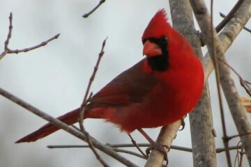 What Most Mississippi Residents Don’t Realize About Cardinals Around Their Homes