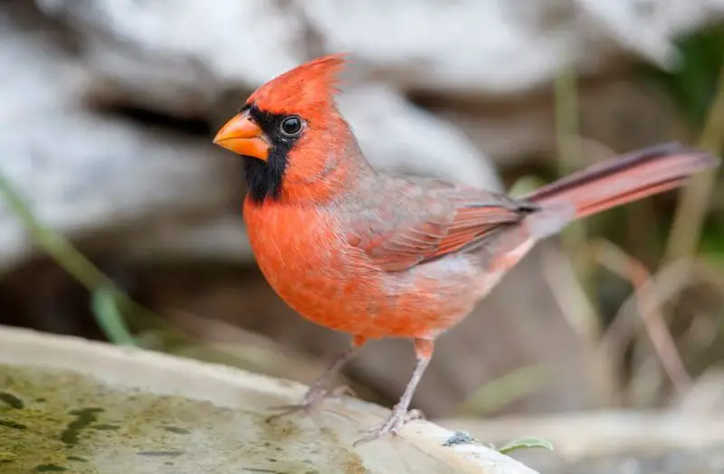 Cardinals in Missouri