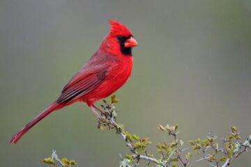 What Most Pennsylvania Residents Don’t Realize About Cardinals Around Their Homes