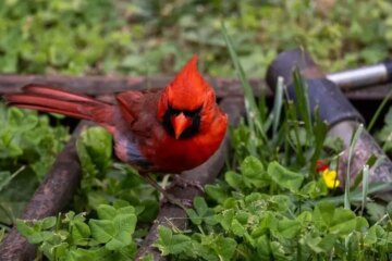 What Most Tennessee Residents Don’t Realize About Cardinals Around Their Homes