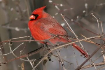 What Most Wisconsin Residents Don’t Realize About Cardinals Around Their Homes
