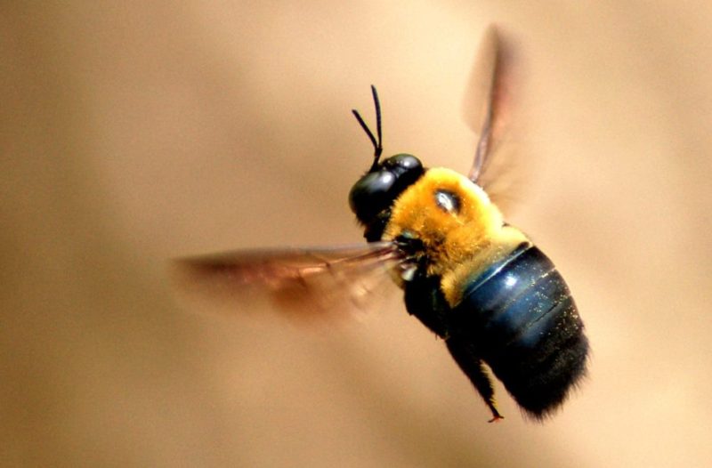 Carpenter Bees in Colorado