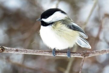 What Most Ohio Residents Don’t Realize About Chickadees Around Their Homes