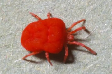 What Most West Virginia Residents Don’t Realize About Chigger Bites