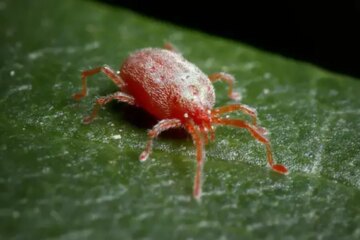 What Most Florida Residents Don’t Realize About Chigger Bites