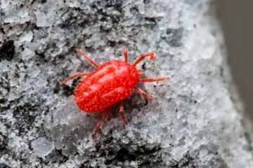 What Most Tennessee Residents Don’t Realize About Chigger Bites