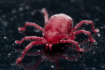 What Most Colorado Residents Don’t Realize About Chigger Bites