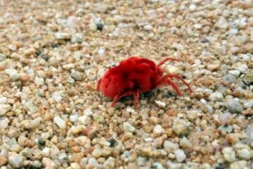 What Most Illinois Residents Don’t Realize About Chigger Bites