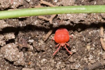 What Most Oklahoma Residents Don’t Realize About Chigger Bites