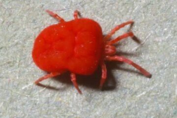 What Most Oregon Residents Don’t Realize About Chigger Bites