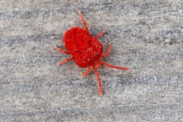 What Most Arkansas Residents Don’t Realize About Chigger Bites