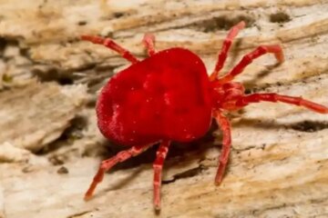 What Most Indiana Residents Don’t Realize About Chigger Bites