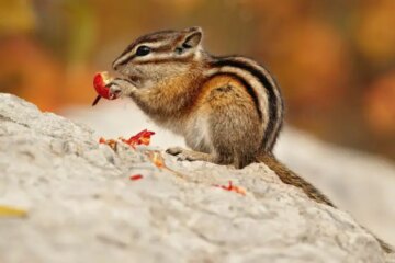 What Most Utah Residents Don’t Realize About Chipmunks in Their Yards