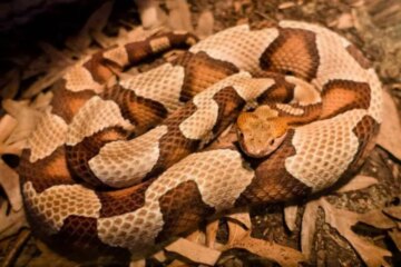 What Most Ohio Residents Don’t Realize About Copperhead Activity