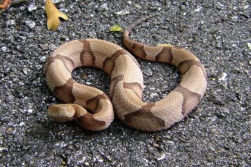 What Most Nebraska Residents Don’t Realize About Copperhead Activity