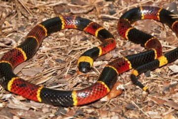 The Hidden Truth About Coral Snakes That Georgia Residents Often Miss