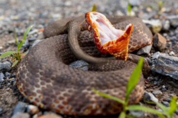 The Truth Behind Claims That Cottonmouths Chase People in Oklahoma