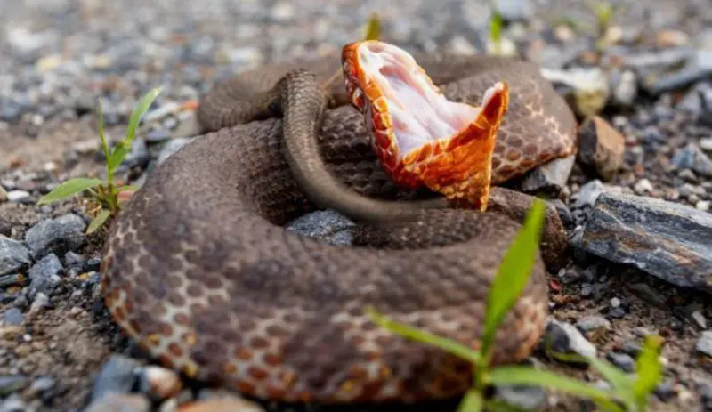 Cottonmouths Chase People in Oklahoma