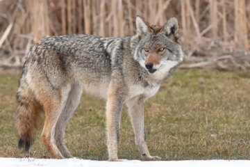 Do Coyotes in Maine Ever Breed With Domestic Dogs?