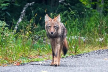 Do Coyotes in Michigan Ever Breed With Domestic Dogs?