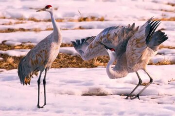 What Most Nebraska Residents Don’t Realize About Cranes Near Their Homes