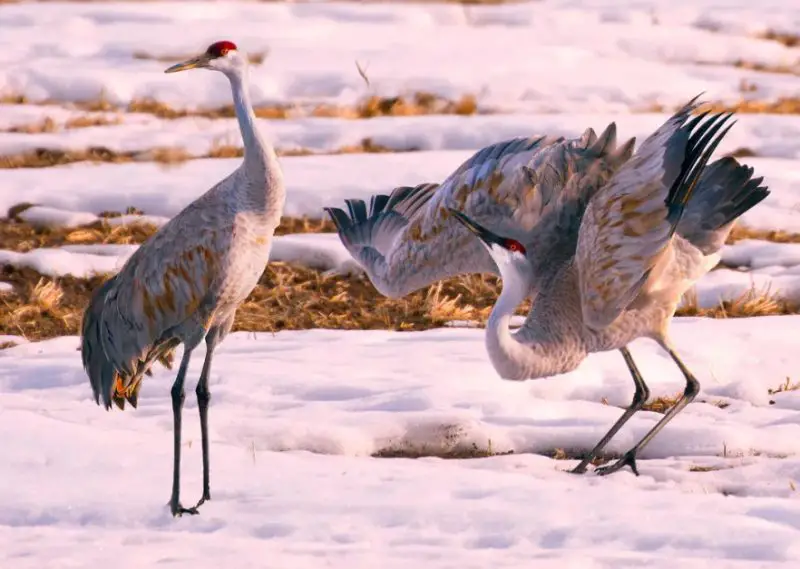 Cranes in Nebraska
