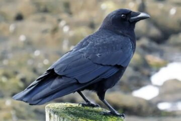 What Most Alabama Residents Don’t Realize About Crows in Their Yards