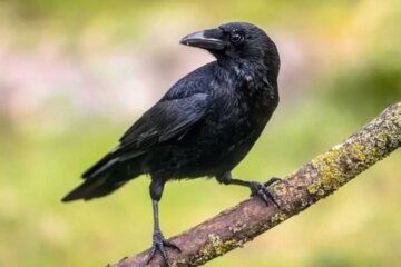 What Most Florida Residents Don’t Realize About Crows in Their Yards