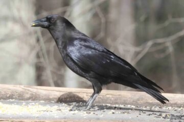 What Most Georgia Residents Don’t Realize About Crows in Their Yards