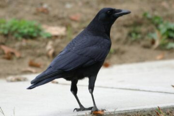 What Most Michigan Residents Don’t Realize About Crows in Their Yards