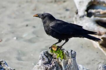 What Most Tennessee Residents Don’t Realize About Crows in Their Yards
