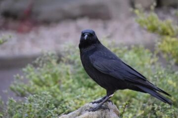 What Most Washington Residents Don’t Realize About Crows in Their Yards