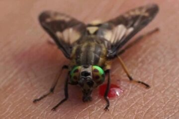 What Most Michigan Residents Don’t Realize About Deer Fly Bites