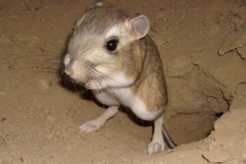 What Most Nevada Residents Don’t Realize About Desert Rodents Around Their Homes