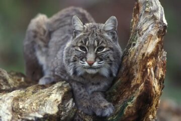 Do Bobcats in Arkansas Ever Mate With Domestic Cats?