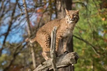 Do Bobcats in Connecticut Ever Mate With Domestic Cats?