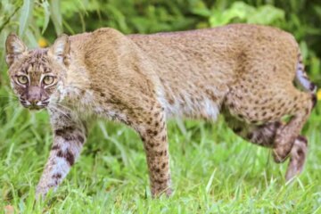 Do Bobcats in Florida Ever Mate With Domestic Cats?