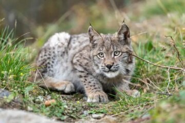 Do Bobcats in Indiana Ever Mate With Domestic Cats?