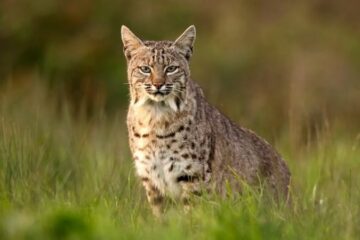 Do Bobcats in Iowa Ever Mate With Domestic Cats?