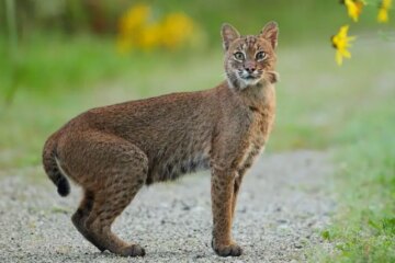 Do Bobcats in Kansas Ever Breed With Domestic Cats?
