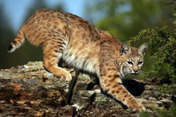 Do Bobcats in Maine Ever Mate With Domestic Cats?