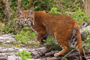 Do Bobcats in Maryland Ever Breed With Domestic Cats?